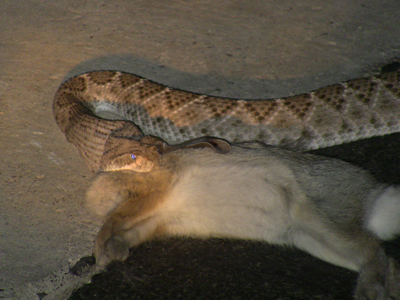 snake3